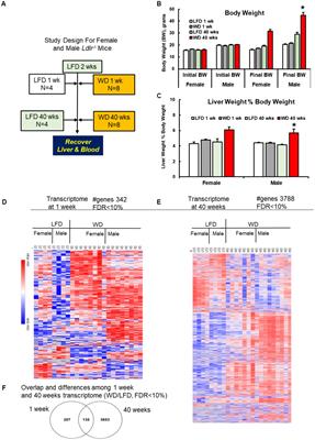 Early transcriptome changes associated with western diet induced NASH in Ldlr−/− mice points to activation of hepatic macrophages and an acute phase response